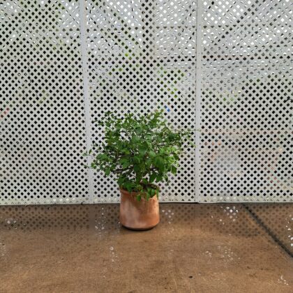Meyer Lemon - Citrus Bush
PRICE: $325