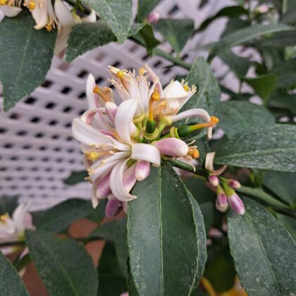 Meyer Lemon Citrus StandardPRICE: $250