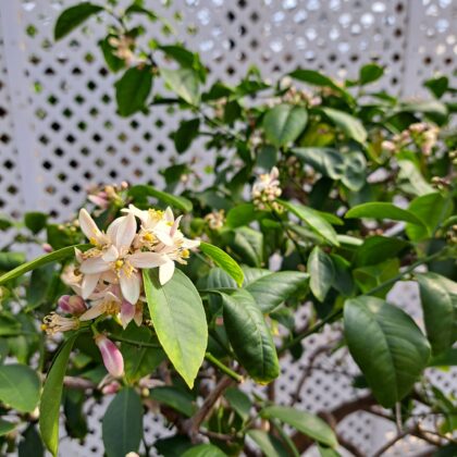 Meyer Lemon Citrus StandardPRICE: $250
