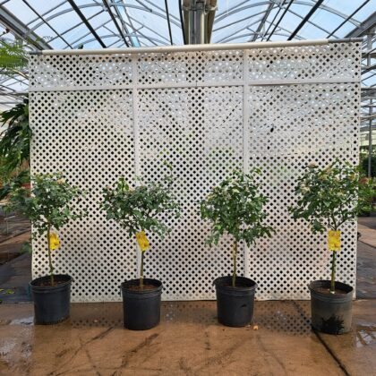 Meyer Lemon Citrus StandardPRICE: $250
INVENTORY: 4