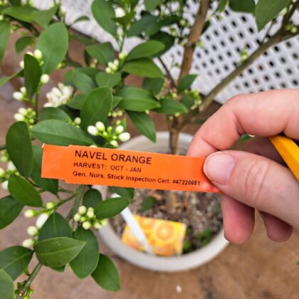 Navel Orange – Citrus StandardPRICE: $250