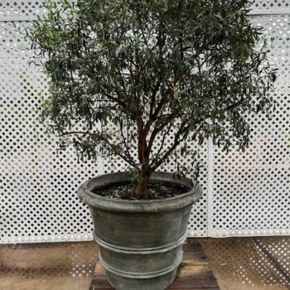 #12 Olive (non fruiting)
PRICE: $1200 
STORAGE: $900-$1100
DELIVERY: $500
CONTAINER: 40” Composite Cement
AGE: 20
INVENTORY: 4 available