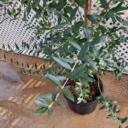 Olive Tree 
PRICE: $225
