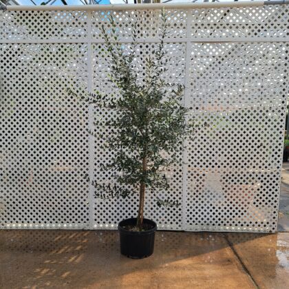 Olive Tree PRICE: $225