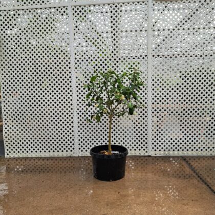 Orange Citrus Standard
PRICE: $250
SIZE: 5 sq ft
