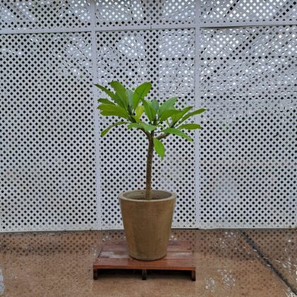 Plumeria PRICE: $600