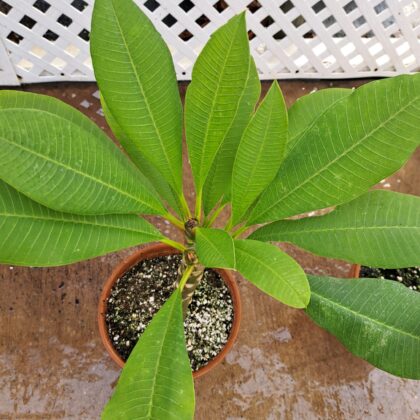 Plumeria small PRICE: $95