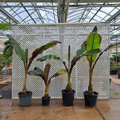 Red Bananas
PRICE: $250
INVENTORY: 4