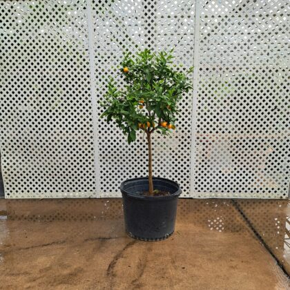 Red Lime - Citrus Standard 
PRICE: $475
