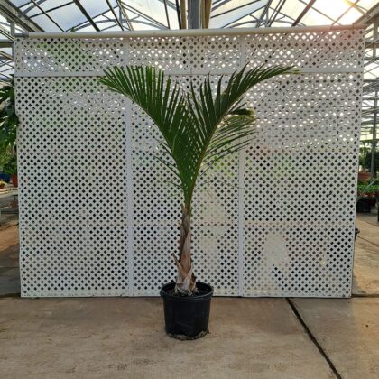 Spindle Palm PRICE: $350