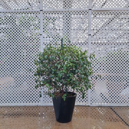 Star Jasmine
PRICE: $225
