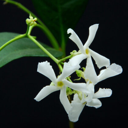 Star Jasmine
PRICE: inquire