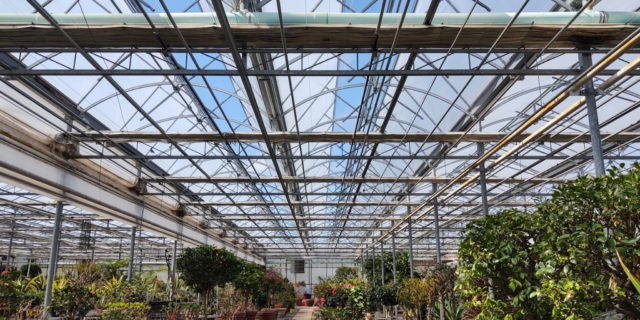 winter plant storage services in Cheshire CT - our greenhouse