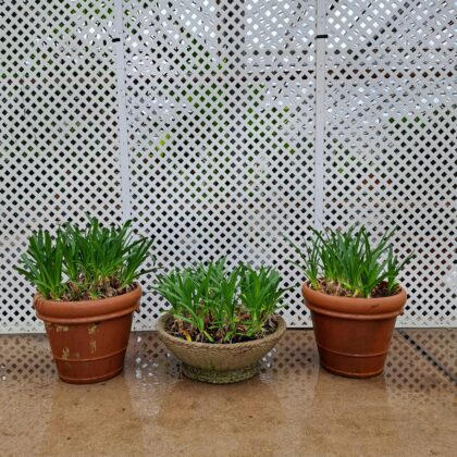 White Agapanthus PRICE: $350, $500, $350
INVENTORY: 3