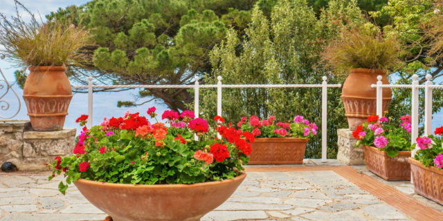 A landscaped terrace bordered by a white railing, with terra-cotta containers filled with colorful geranium flowers in various shades of red, pink and peach colors. Large trees are in the background.