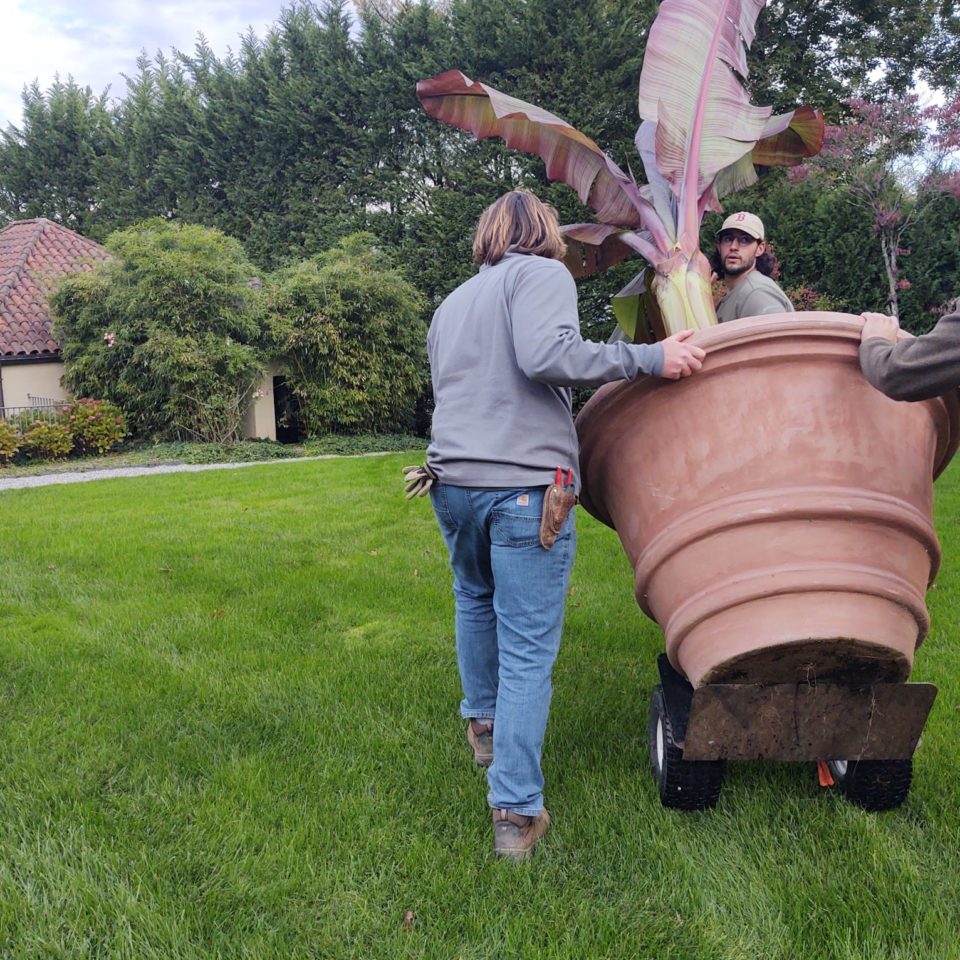 plant transportation gardens at cheshire IMG_20221018_114436491